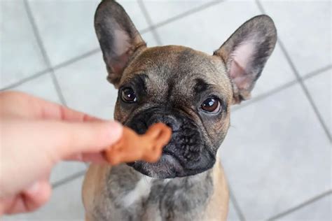 Top 5 Good Treats For French Bulldogs